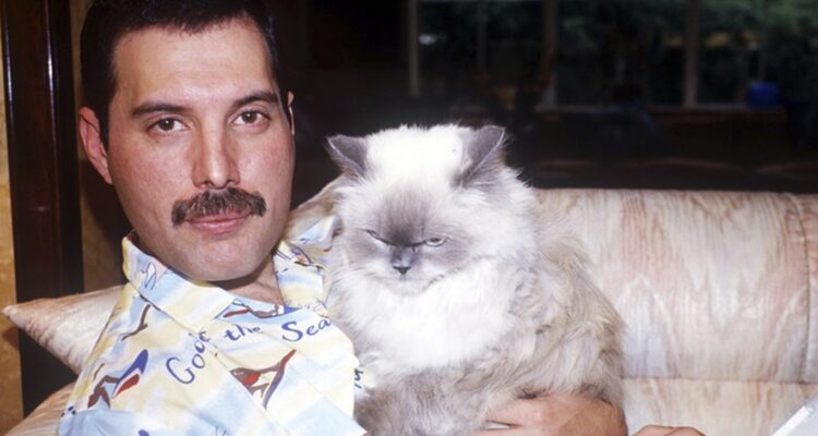 Freddie Mercury